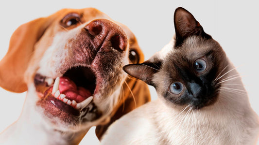¿Tienes Mascotas? Así afectan los mosquitos a perros y gatos